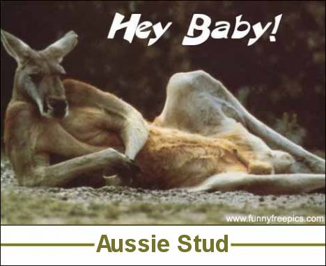aussiestud.jpg
