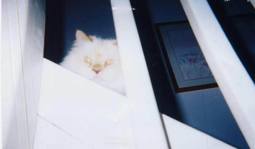maxcat.jpg