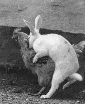 rabbit_humping.jpg